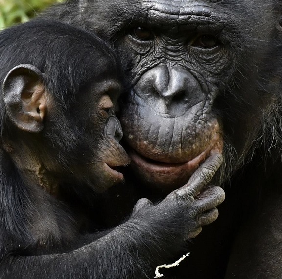 Grandes Simios PATRIMONIO DE LA HUMANIDAD