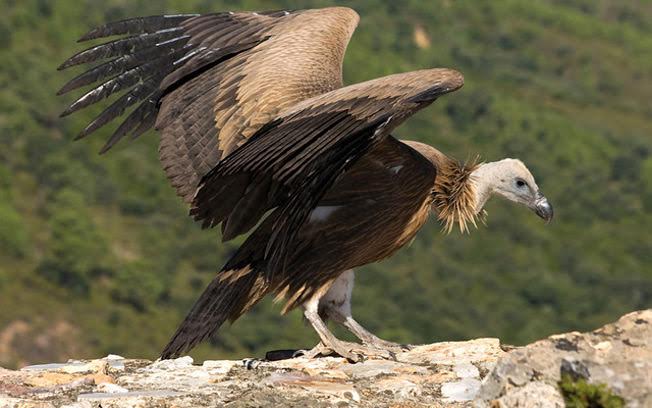 Castilla-La Mancha. Publicadas las bases de las ayudas para paliar ataques de lobo ibérico y aves necrófagas