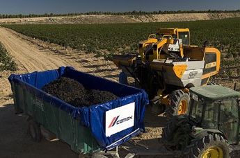 Octava vendimia en la cantera restaurada de cemex en yepes (toledo)