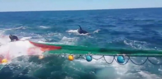 Lobo marino sube a red de pescadores para salvar su vida