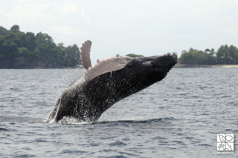 Miambiente fija multas de hasta B/. 10.000 para aquellas personas que hostiguen a las ballenas y delfines