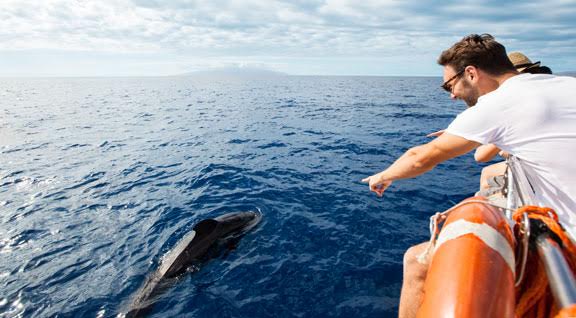 La nueva temporada para avistar cetáceos en las costas vascas se iniciará en abril y concluirá en octubre