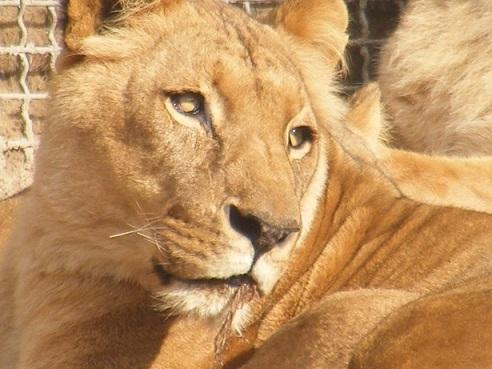 ‘Canned Hunting’ en Sur África