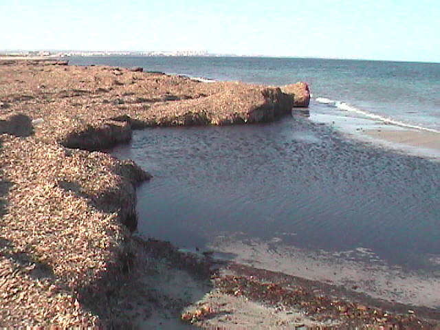 Un estudio trata de determinar la viabilidad de los arribazones de posidonia oceánica en nutrición animal