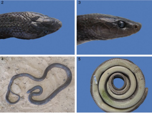 Añaden dos nuevas serpientes al inventario argentino