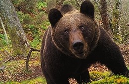 El oso pardo del oriente de Asturias ‘contra las cuerdas’