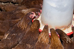 NUEVO REGLAMENTO (UE) 505/2012 Cambios en la alimentación animal