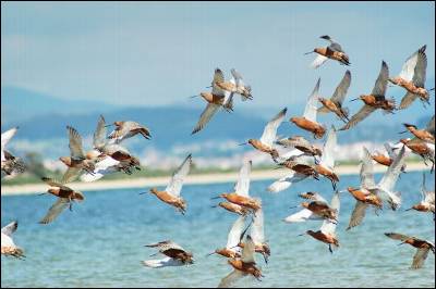 Quién puede ver más aves en un solo día