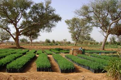 Para San Valentín regala un árbol con Tree-Nation!