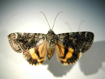 Buscando el control biológico de plagas