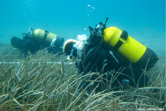 Posidonia vs calidad de las aguas catalanas