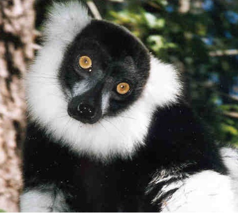 Madagasgar. La fauna llegó ‘flotando’ tras separarse los continentes