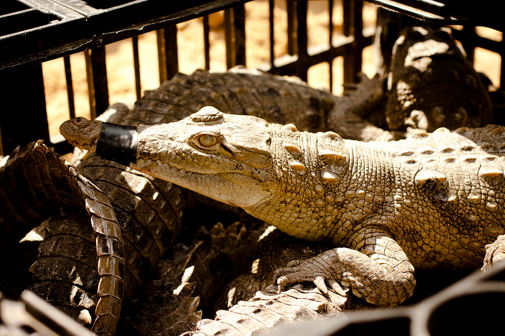 Venezuela: liberados 20 caimanes de la costa en la Ciénaga de los Olivitos en el estado Zulia
