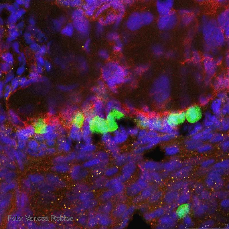 Evalúan marcadores genéticos para investigar las características de las células madre de los peces cebra