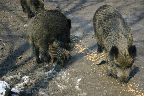 Las jabalinas tímidas son mejores madres