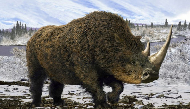 Los rinocerontes ya tienen su árbol genealógico