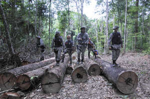 Madereros ilegales son expulsados de la selva que habita la tribu más amenazada de la Tierra