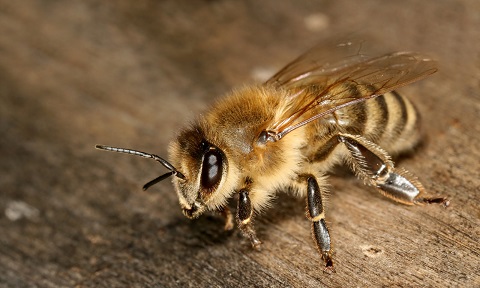 Proteger la abeja doméstica de los ataques de avispas asiáticas