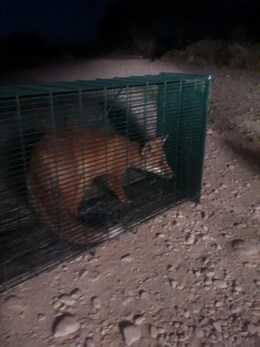 Capturan varios zorros en las calles de Ejea
