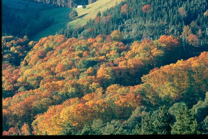 Ence en Conama y la gestión forestal sostenible