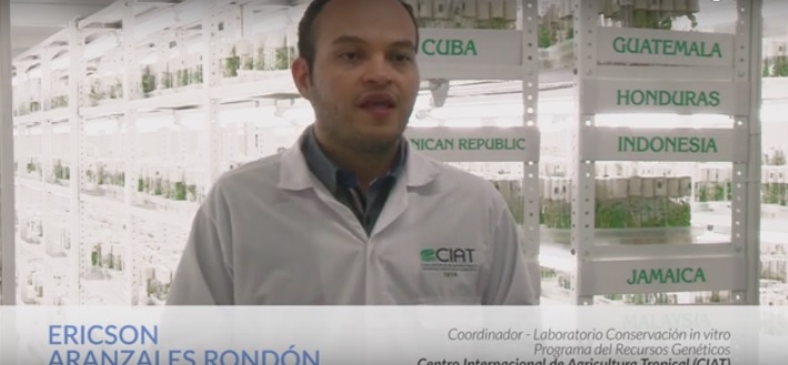 Adaptan variedades de yuca en nuevos escenarios climáticos de Centroamérica (Vea VIDEO)
