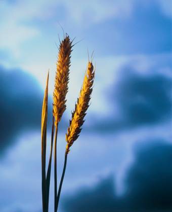 La PAC debe ser ‘verde y justa’ por el bien general