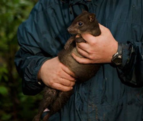 Descubren en Indonesia el canguro más pequeño del mundo