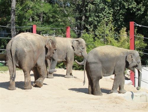 Cuatro elefantes asiáticos de Sumatra llegan al Zoo de Madrid