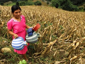 El cambio climático ‘esquilmará’ la producción de granos básicos en Centroamérica