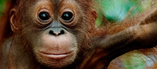 Por la selva de los orangutanes