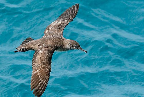 Dos especies de aves marinas adaptan su alimentación a la ruta de los pesqueros