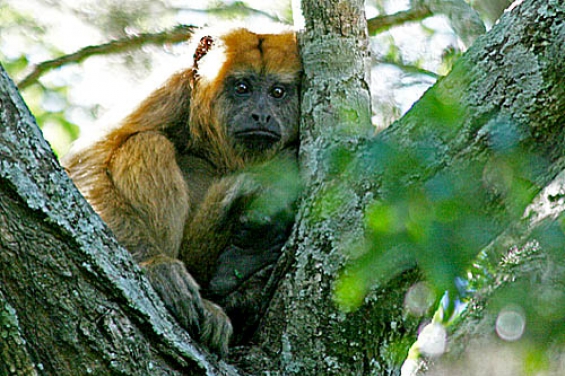 Brasil en alerta por un brote de fiebre amarilla
