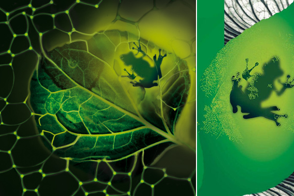 Una espuma artificial que absorbe carbono triunfa en los 2010 Earth Awards