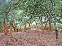 El dilema del alcornoque