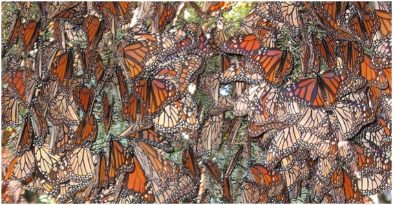 Mariposas monarca peligra su refugio de invierno mexicano