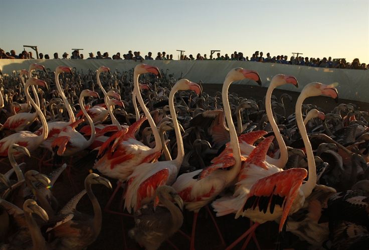 Más de 400 voluntarios anillan 600 pollos de flamenco