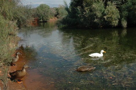 Andalucía propone incluir más de 70 nuevos humedales en el inventario español