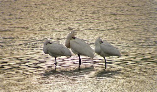 Los planes de cuenca deben contar con el impacto en las aves
