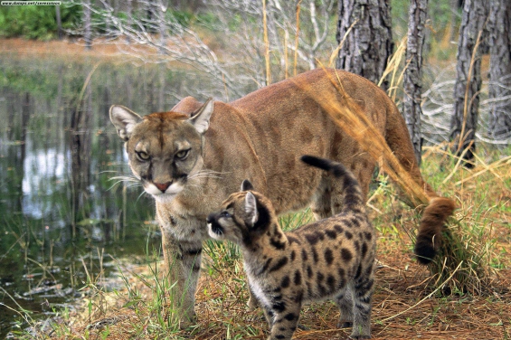 Estados Unidos: El Parque Everglades de Florida logró recuperar especies autóctonas