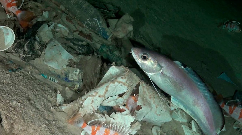 Oceana alerta de que el aumento de contaminación frena los avances en la protección de los mares