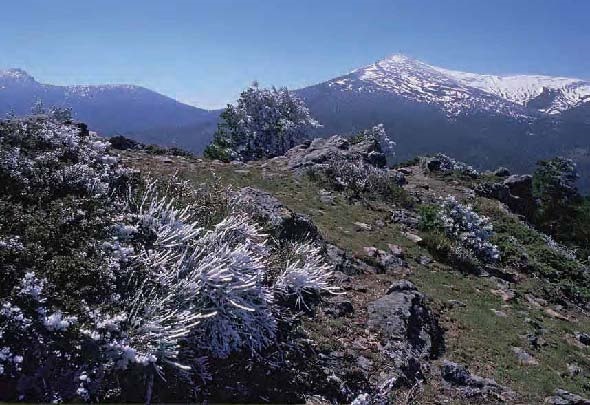 Arranca la colaboración financiera entre el Organismo Autónomo Parques Nacionales y Castilla y León y Madrid en el Parque Nacional de la Sierra de Guadarrama