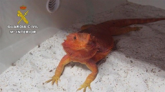 Traficantes de reptiles