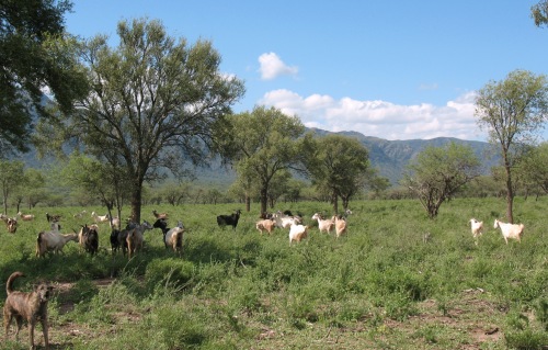 Los ecosistemas que mejor conservan su diversidad vegetal proveen de más servicios y por más tiempo al conjunto de la población local