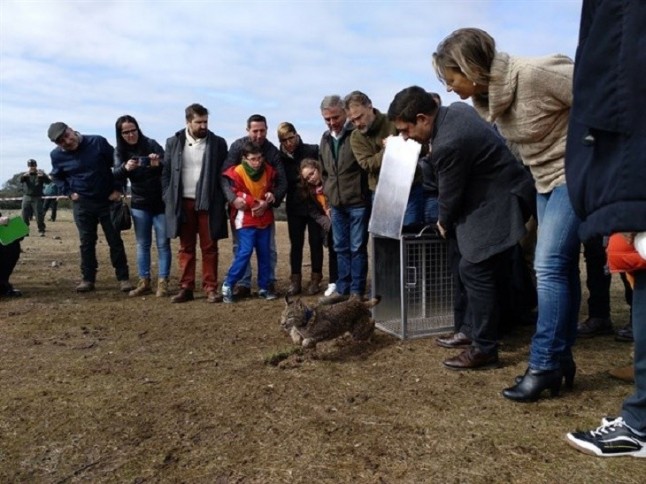 Suelta de dos linces en Vilches (Jaén) para repoblar la comarca de Guarrizas