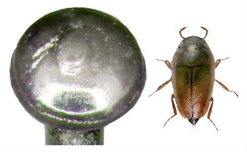 Descubre en la isla africana de Socotra un escarabajo del tamaño de una cabeza de alfiler