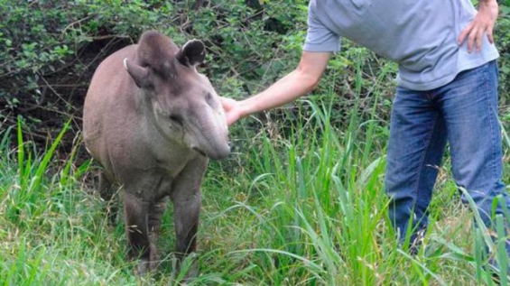 La tapir más anciana del país ha muerto