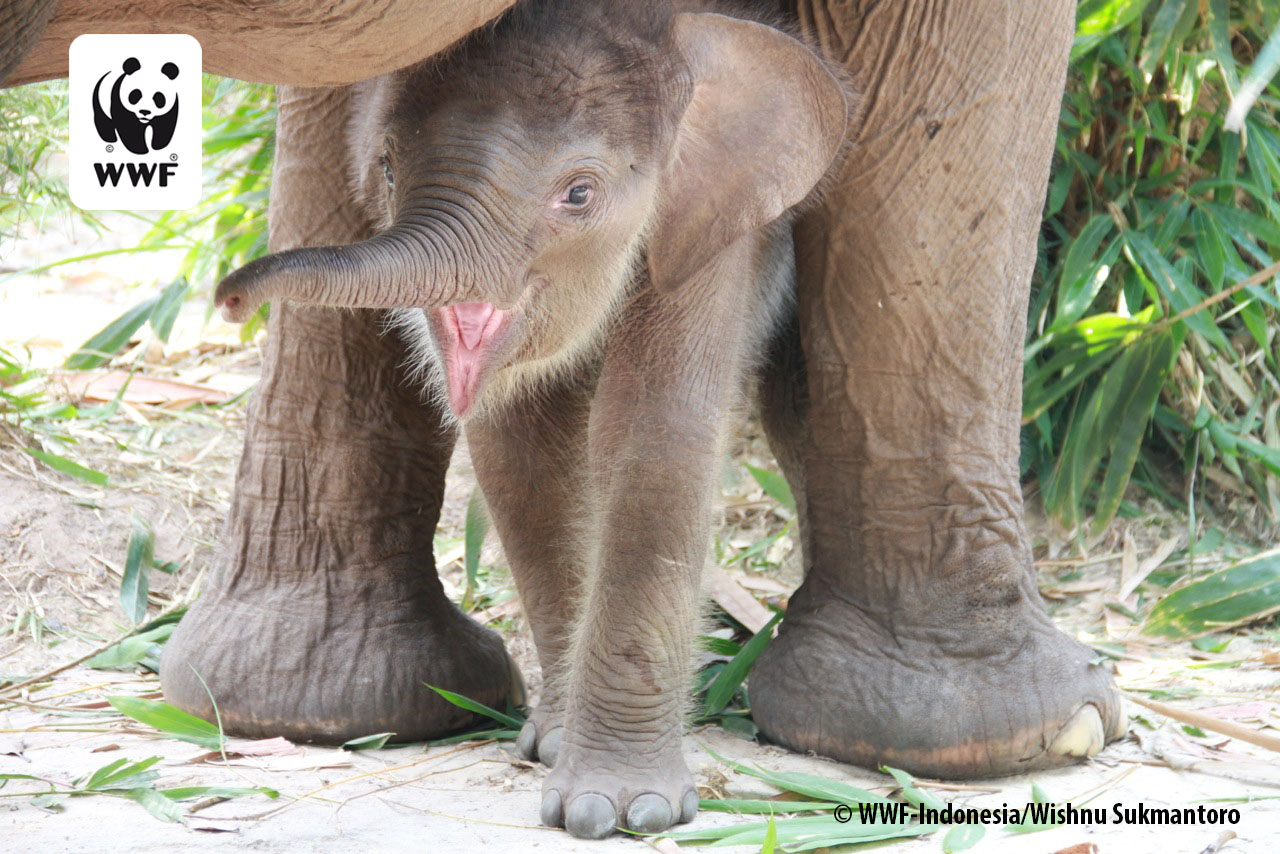 Alianza mundial para promover el valor de la biodiversidad