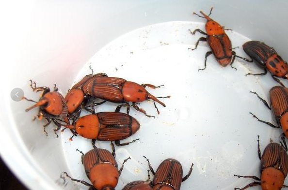 Descifran el patrón de vuelo del picudo rojo