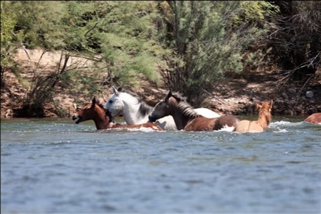 Un caballo ‘solidario’ (Ver VIDEO)