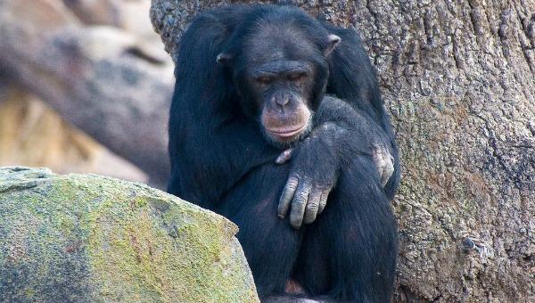 Aparece muerto Adán en la depuradora de Sant Llorenç des Cardassar